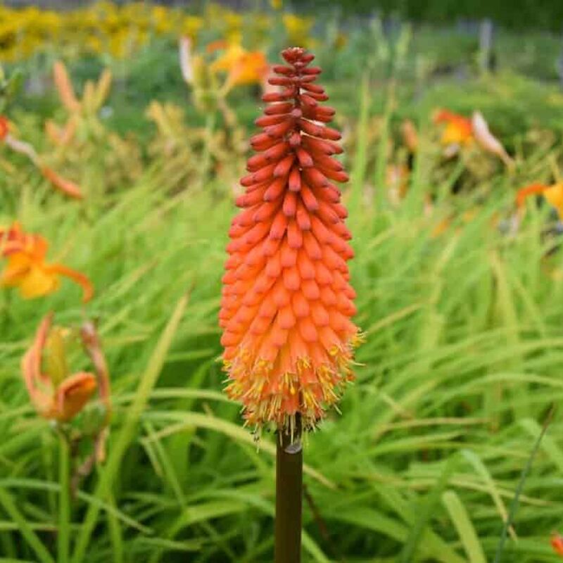 Kniphofia 'Alcazar' ---